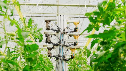 Using 300 sensors, the facility collects data from the plants, and growers can remotely monitor the microclimate to ensure that crops receive the ideal amount of nutrients and water.