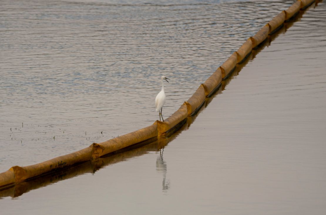 A Great Egret perches on a boom trapping oil from entering the Talbert Marsh.