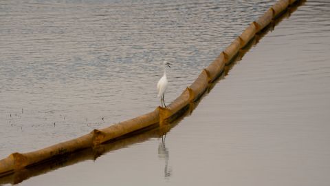 A Great Egret perches on a boom trapping oil from entering the Talbert Marsh.