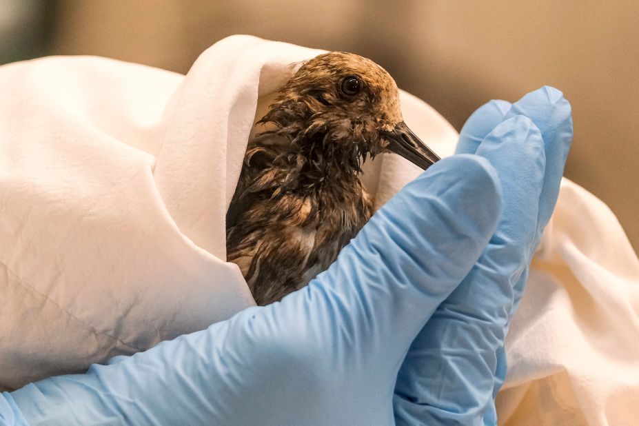 A staff member of the California Department of Fish and Wildlife examines a sanderling that was affected by the oil in Huntington Beach.