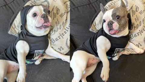 Star Wars Darth Vader Costume for Dogs