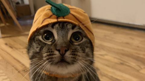 Archie McPhee Loving Friends Kitty Hug Costume, Pumpkin