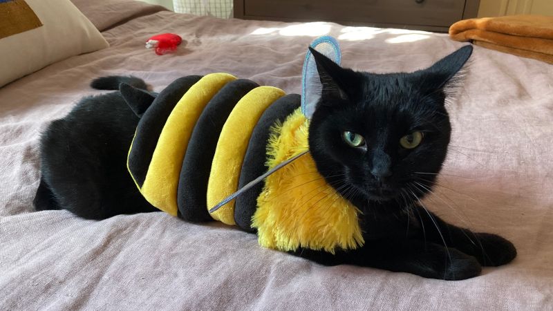 Cat bumblebee outlet costume