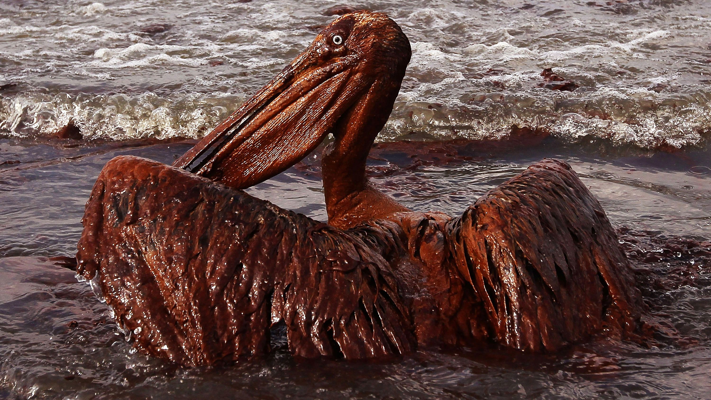 Oil spills and the threat they pose to marine life