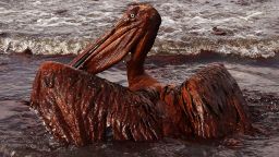 GRAND ISLE, LA - JUNE 04:  A brown pelican coated in heavy oil wallows in the surf June 4, 2010 on East Grand Terre Island, Louisiana. Oil from the Deepwater Horizon incident is coming ashore in large volumes across southern Louisiana coastal areas.  (Photo by Win McNamee/Getty Images)