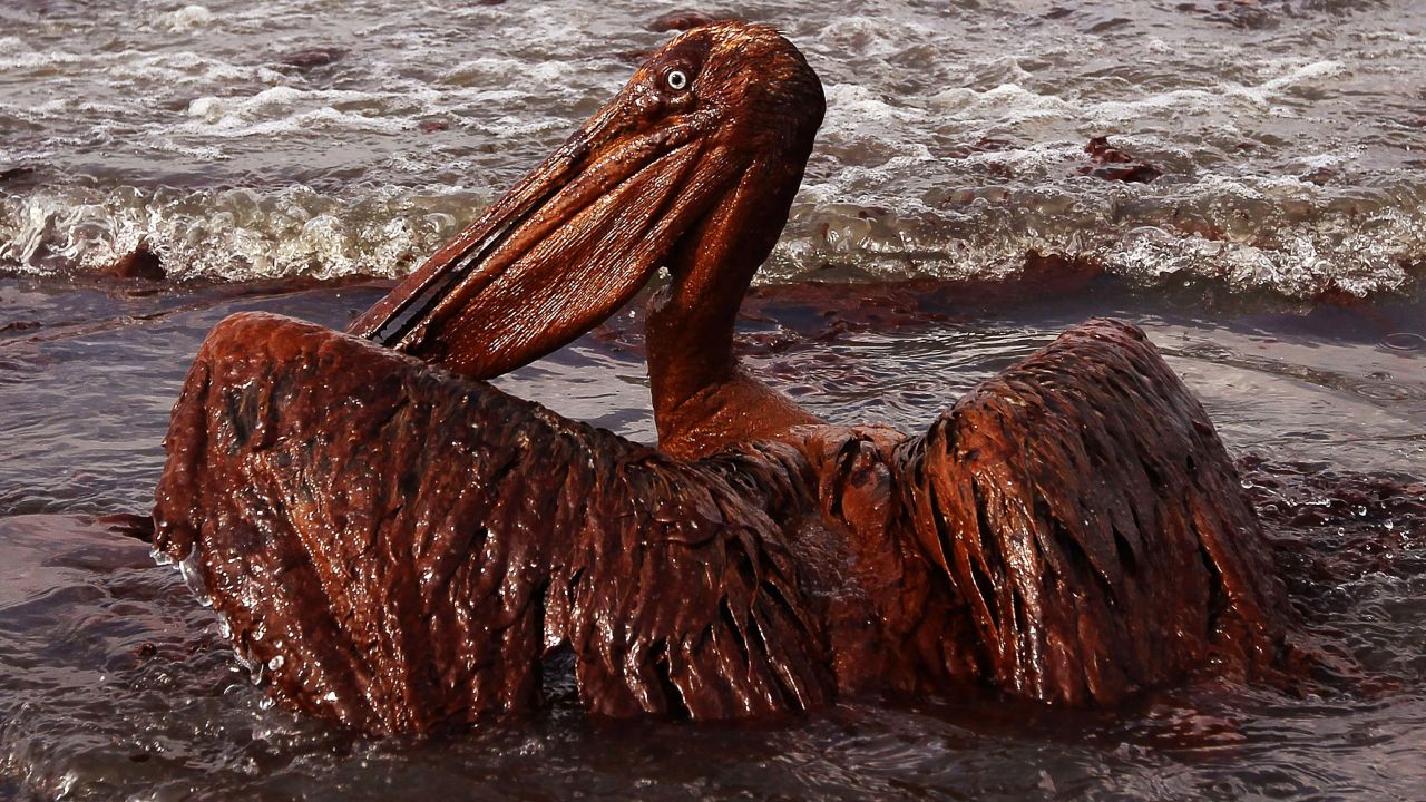 A brown pelican coated in heavy oil wallows in the surf on East Grand Terre Island, Louisiana, in 2010 after oil from the Deepwater Horizon accident washed ashore in large volumes. 