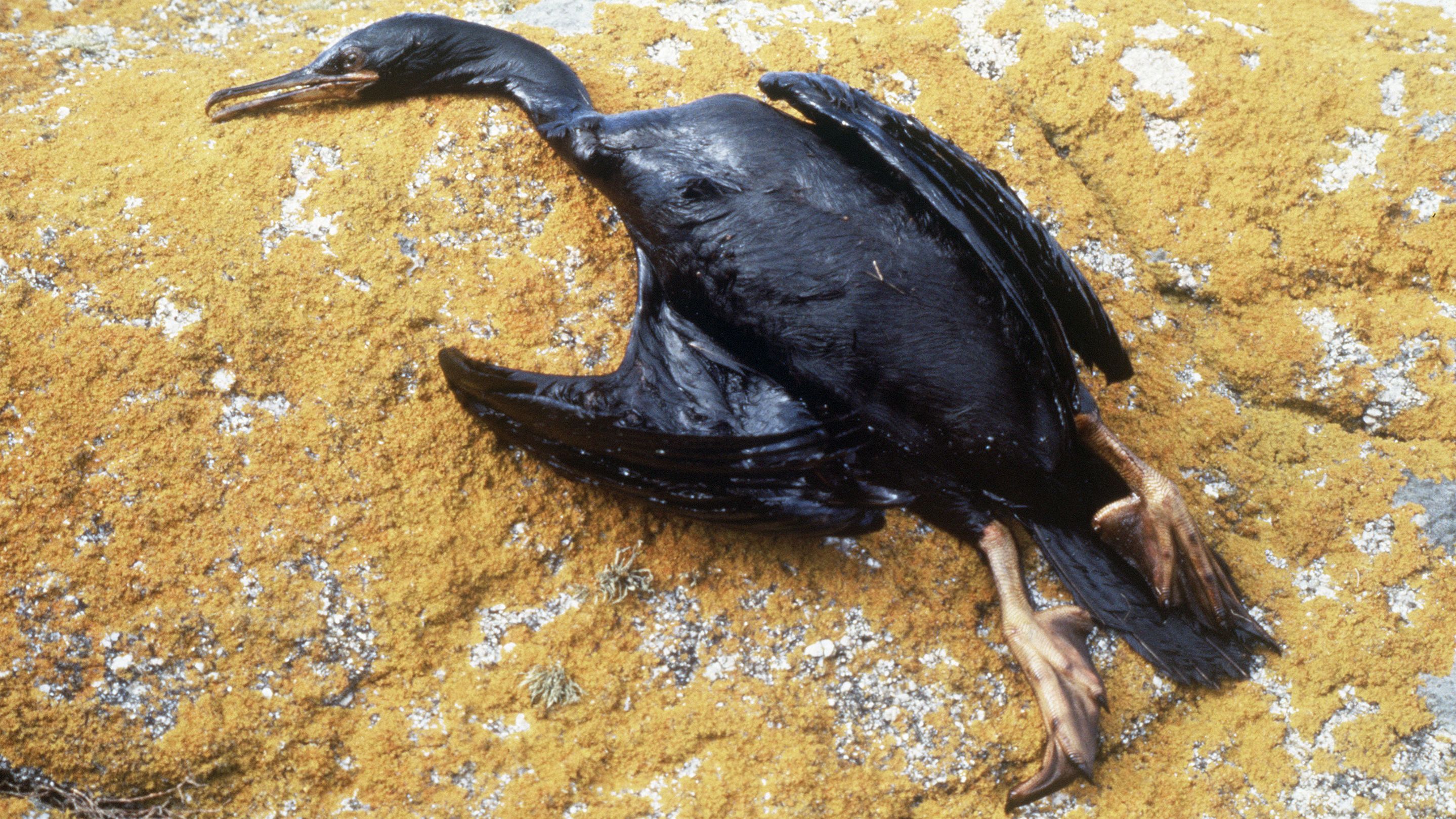 A cormorant is covered in oil after the sinking of the tanker Amoco Cadiz caused a massive oil spill off the coast of France in 1978. 