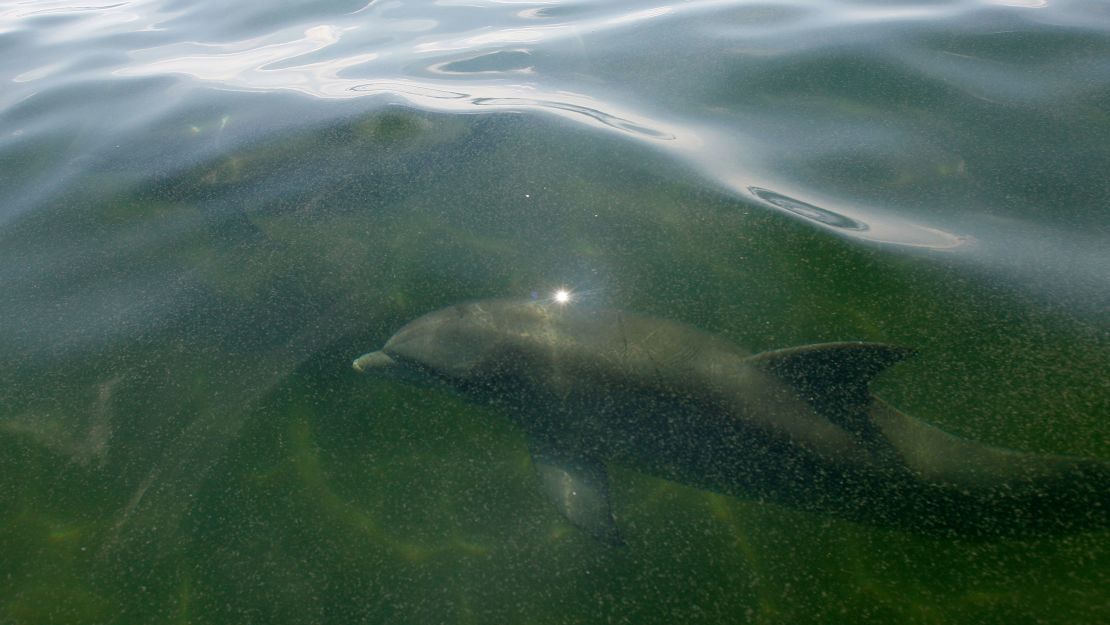 Bottlenose dolphins swim in the oily waters of Chandeleur Sound, Louisiana, in May 2010 after the Deepwater Horizon disaster.