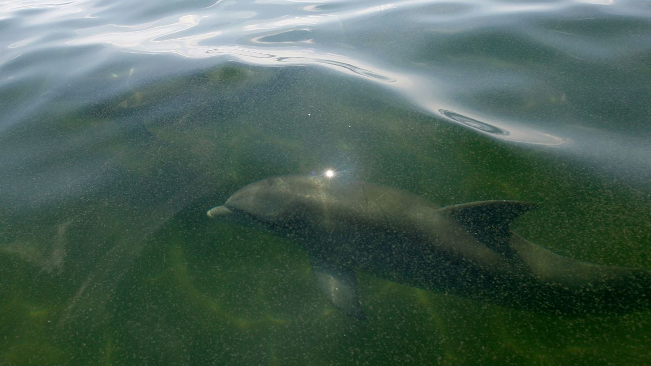 Bottlenose dolphins swim in the oily waters of Chandeleur Sound, Louisiana, in May 2010 after the Deepwater Horizon disaster. 