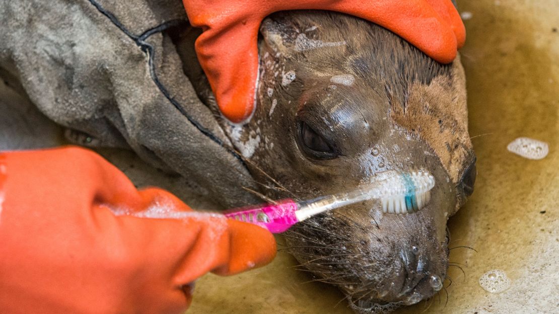 A young California sea lion is washed at SeaWorld San Diego's Wildlife Care Center in 2015 after an oil spill in Santa Barbara.