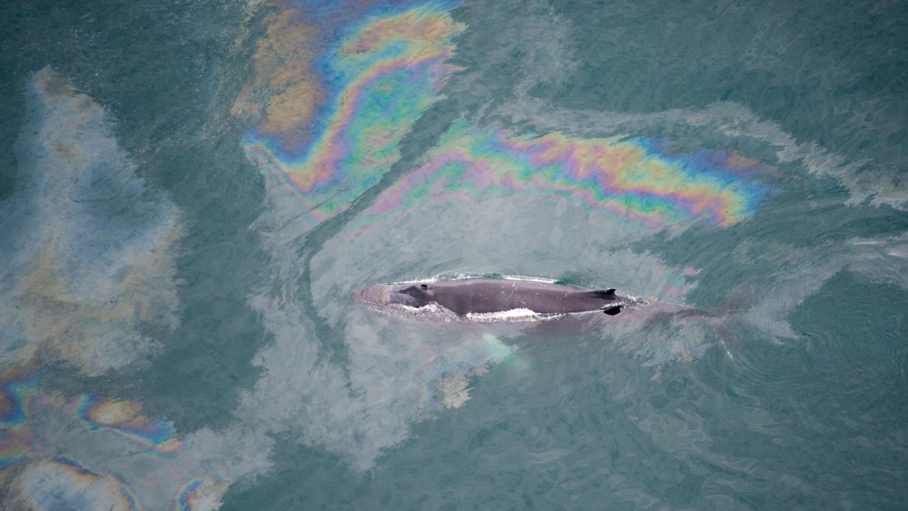 A humpback whale  swims through an oil slick in Skjalfandi Bay, Northern Iceland, in 2009.
