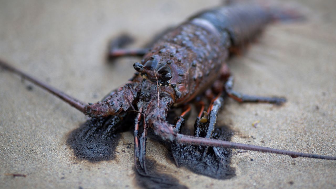 An oil-covered lobster lies dead after an oil spill off Refugio State Beach in May 2015 near Santa Barbara, California. 