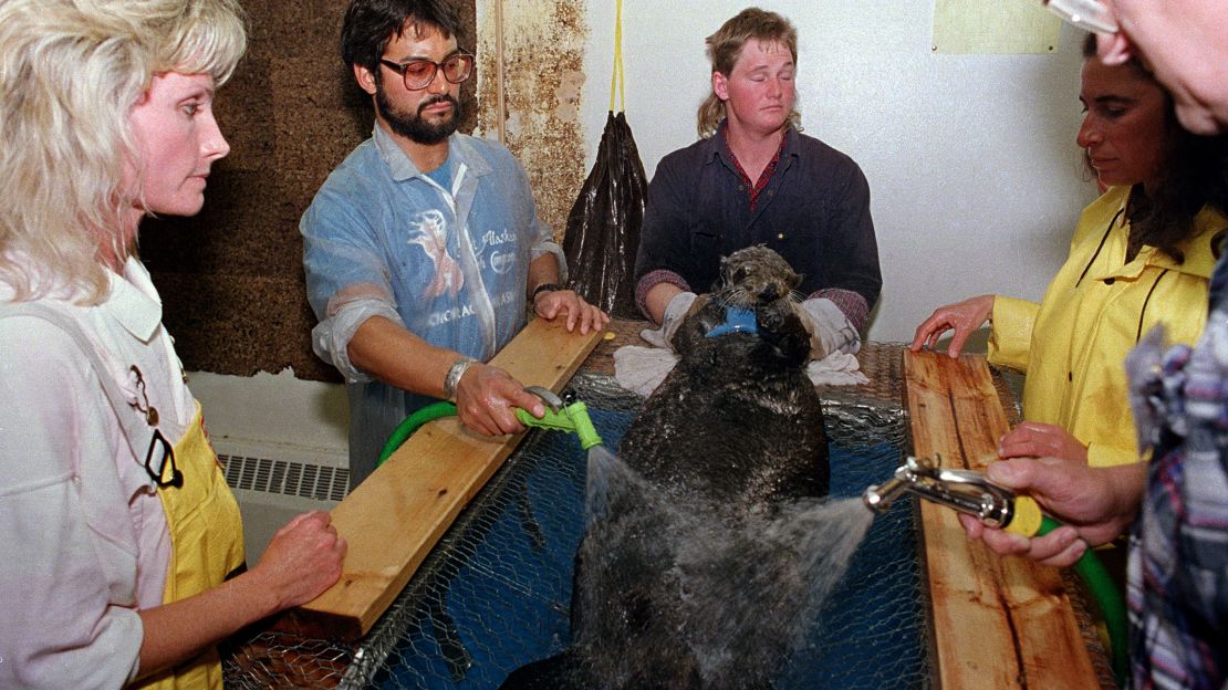 A rescued sea otter is washed by workers at an animal facility after the oil tanker Exxon Valdez disaster fouled the pristine waters of Prince William Sound, Alaska, in 1989.