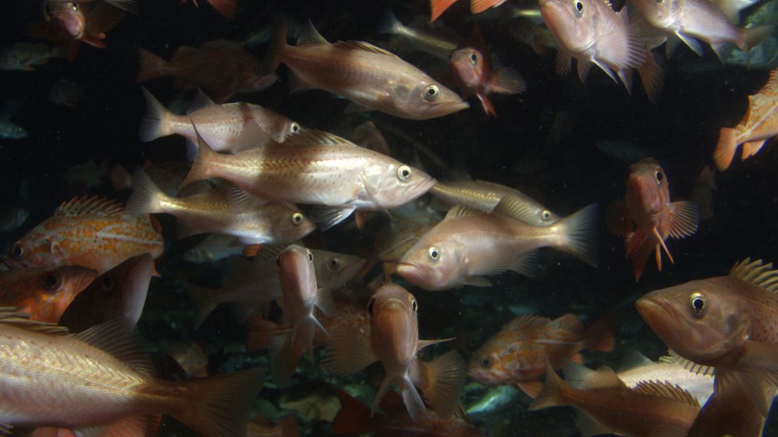 A school of rockfish swims near the base of an oil platform off the coast of Ventura, California, in 2003.