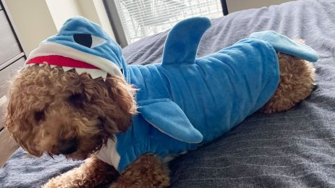 Funny Mogoku Shark Dog Costume
