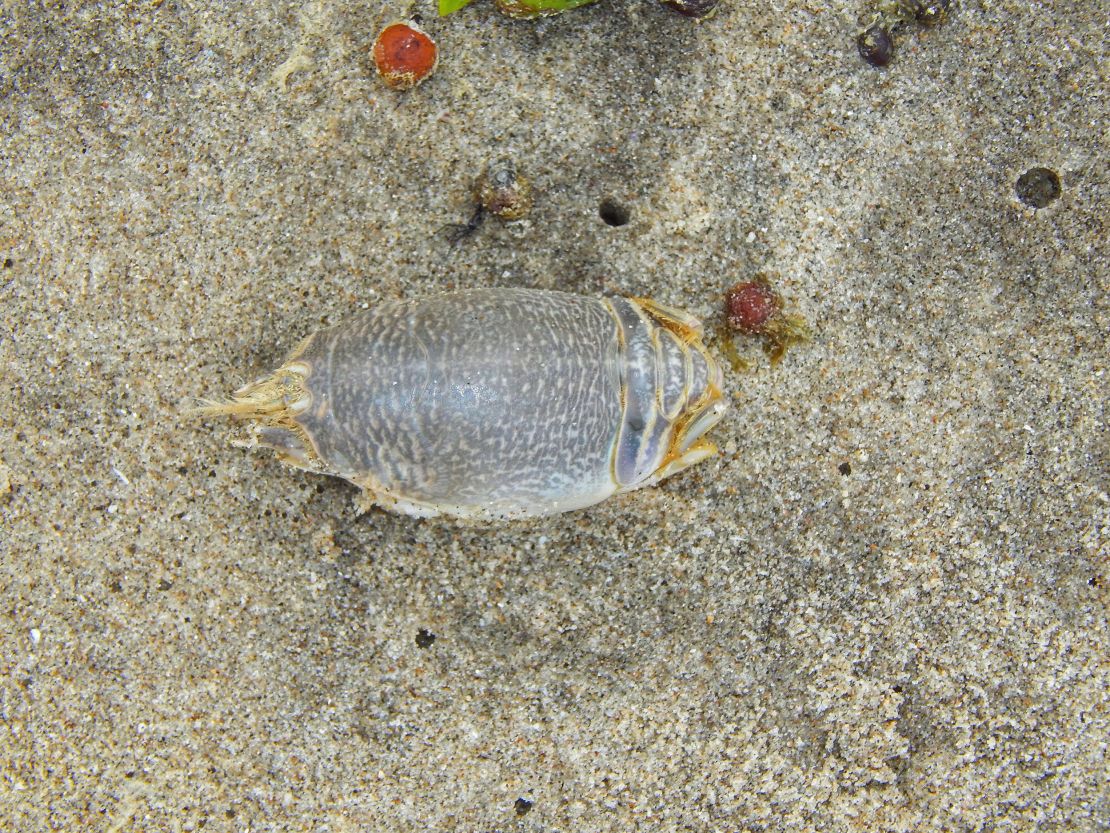 Sand crabs, also known as mole crabs, are common on many beaches -- and a key link in the food chain. This one is on a beach in Trinidad.