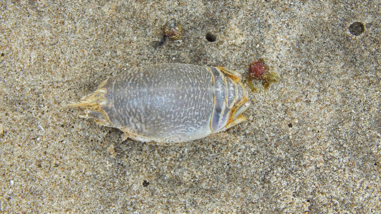 Sand crabs, also known as mole crabs, are common on many beaches -- and a key link in the food chain. This one is on a beach in Trinidad.