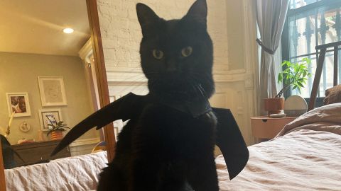 Puoyis Pet Cat Bat Wings for Halloween