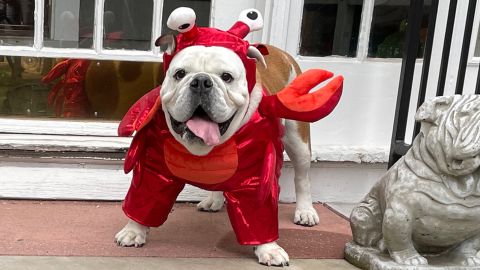 Hyde and EEK!Boutique Lobster Front Dog and Cat Costume