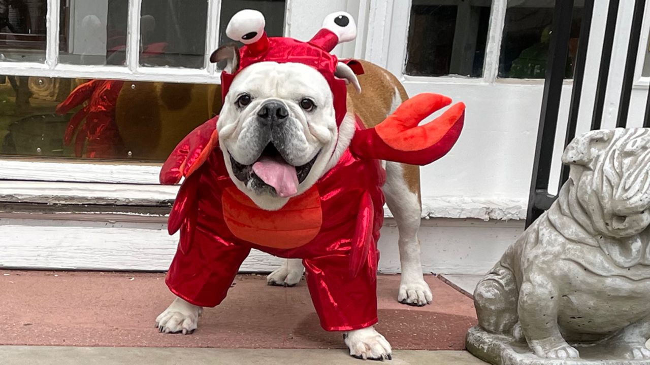 Hyde & EEK! Boutique Lobster Frontal Dog and Cat Costume