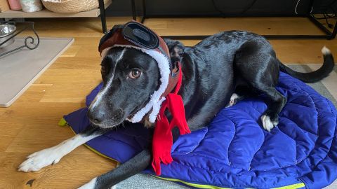 Rubie's Costume Company Pet Aviator Hat and Scarf Set