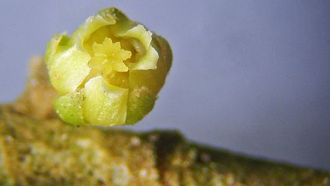 The tropical plant, known as the "Mystery of Manu," took scientists nearly 50 years to name.