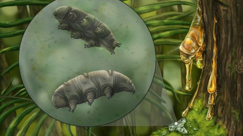 This is an artistic reconstruction of microscopic tardigrades that are often found living in moss. 