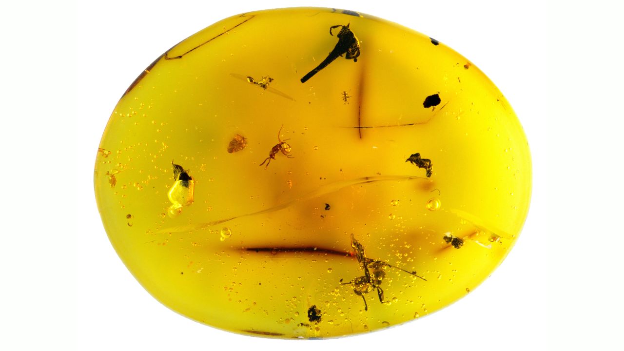 This 16-million-year-old Dominican amber includes a tardigrade fossil as well as three ants, a beetle and a flower.