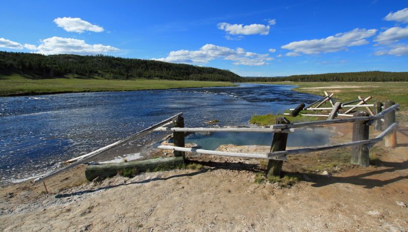 are dogs allowed into yellowstone national park