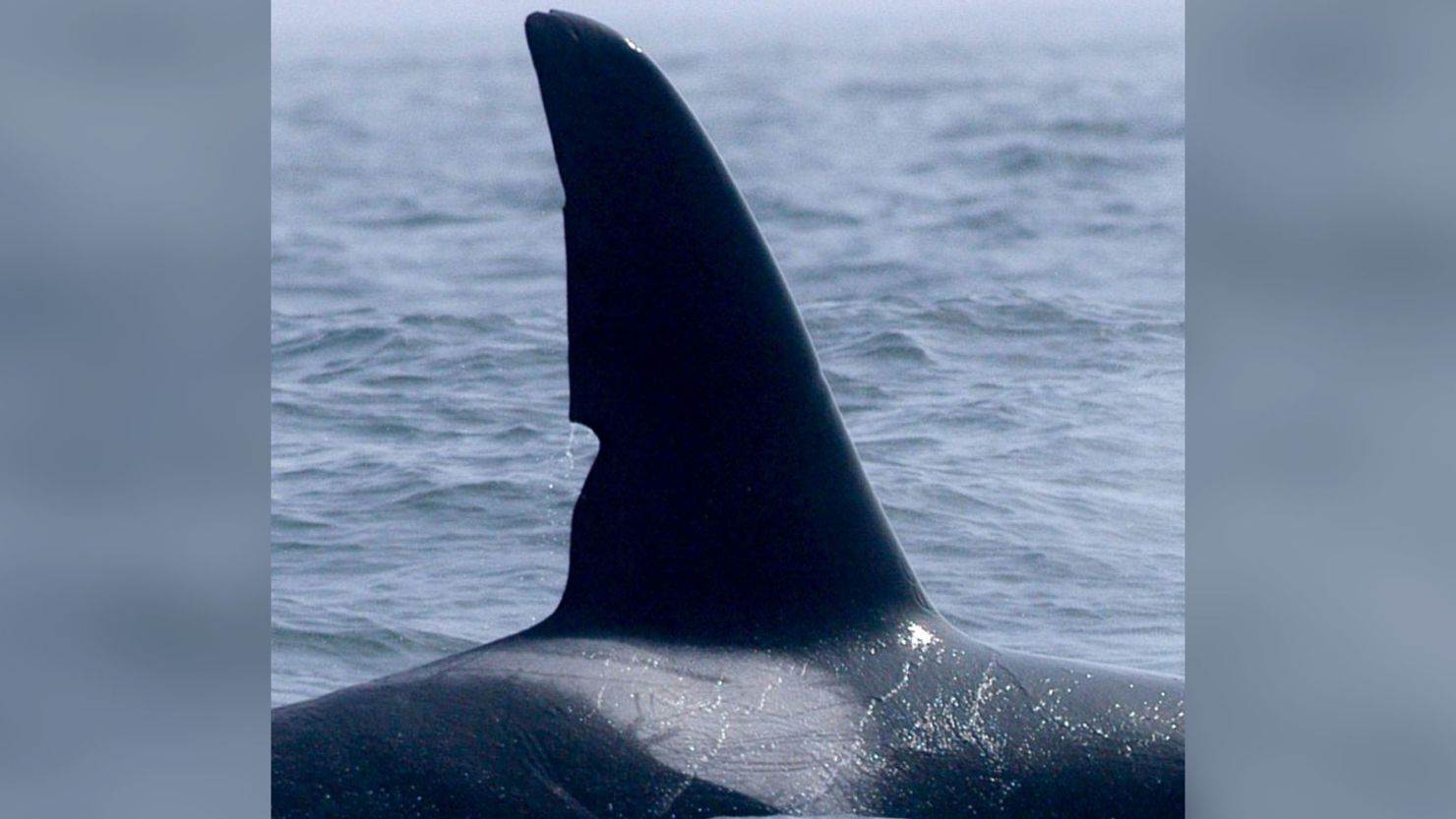 Outer Coast Transient Killer Whale
