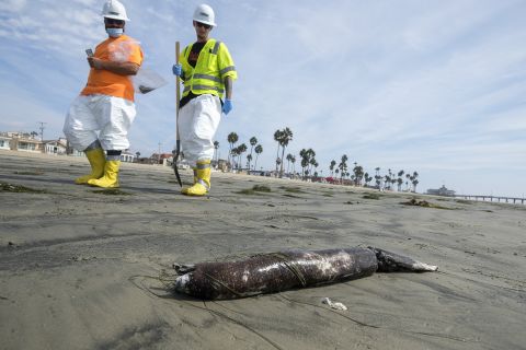 Workers walk by dead marine life in Newport Beach on October 6.