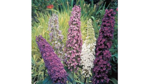 Butterfly weed seeds