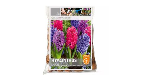 Hyacinths