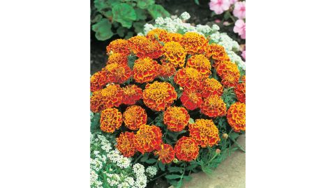 Marigolds, French or African