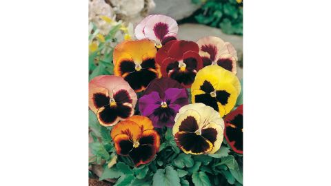 Thoughts and violas