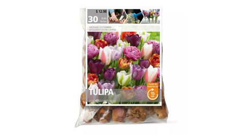 Tulips