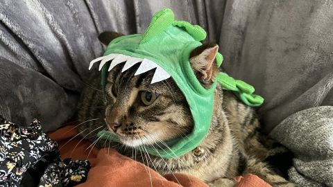 Hyde and EEK!  H&E Dino Hat Boutique Cat Costume