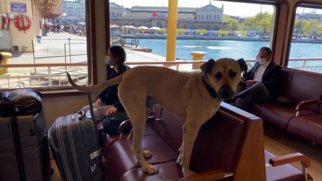 video thumbnail turkish subway dog