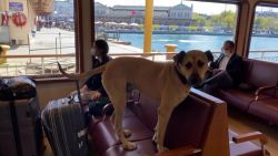 video thumbnail turkish subway dog