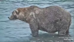 video thumbnail fat bear week