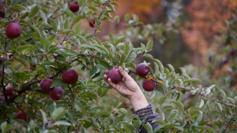 A worker picks cider apples during a harvest at an orchard in Red Hook, New York.