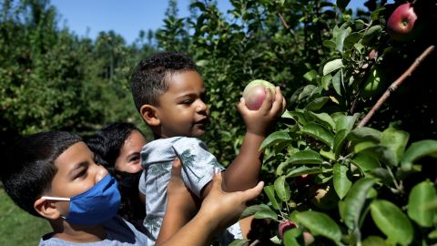 A boy gets some help while apple picking McIntosh apples at C.N. Smith Farm in East Bridgewater, Massachusetts.