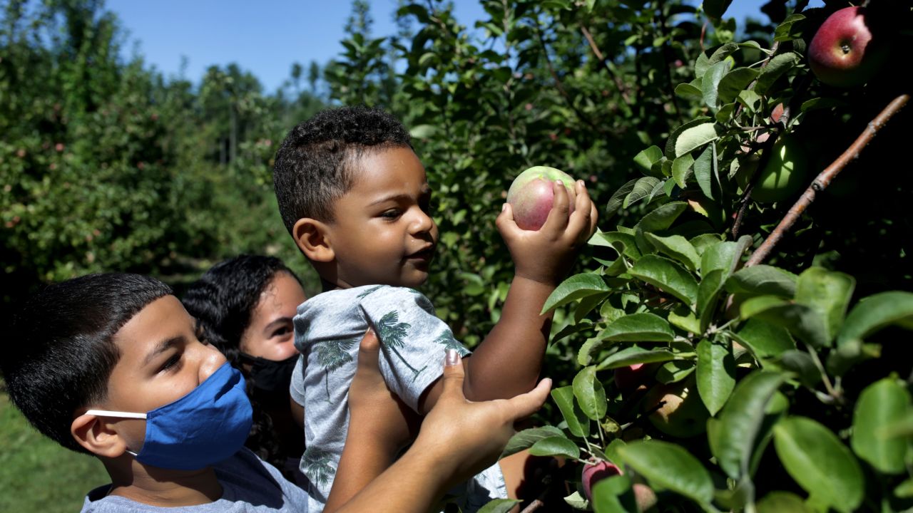 A boy gets some help while apple picking McIntosh apples at C.N. Smith Farm in East Bridgewater, Massachusetts. 