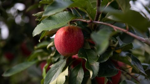 Gala apples, like this one rowing on a tree at an orchard in Britton, Michigan, are good for apple sauce. 