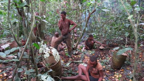 The Baka people, typically hunter-gatherers, forage for mushrooms in the forest. 