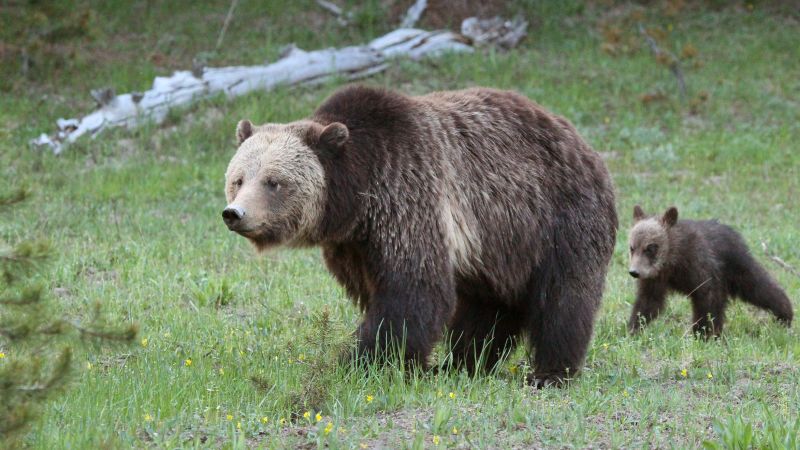 The Science of How to Survive a Bear Attack