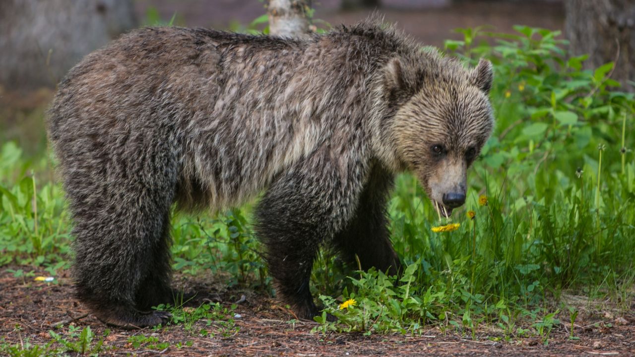 An adult grizzly walks through a campground and picnic area in Lake Louise, which is in Alberta, Canada. Make sure your food is never a temptation in bear country.