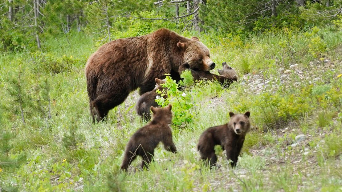 Fatal grizzly attack renews debate over how many bears are too many - OPB