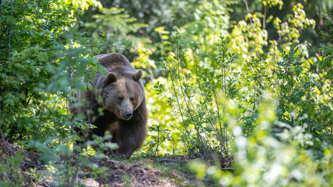 Types of Bears - Bears (U.S. National Park Service)