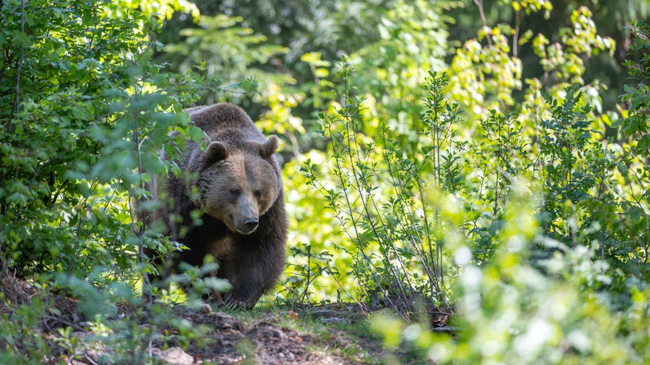 This brown bear was roaming in the Bavarian Forest in Neuschonau, Germany. If a bear starts running toward you, it's important to stand your ground. Bolting away is the wrong move.